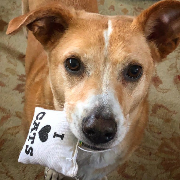 Graham, an American Pit Bull Terrier and Chihuahua mix tested with EmbarkVet.com