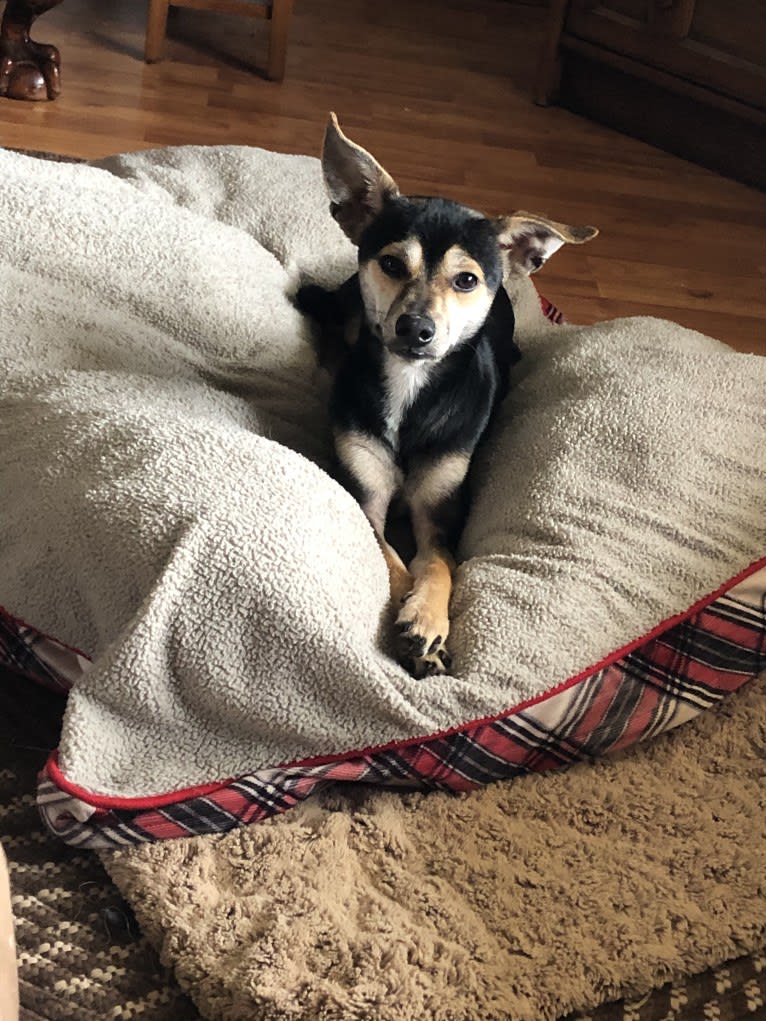 Rusty, a Chihuahua and Russell-type Terrier mix tested with EmbarkVet.com