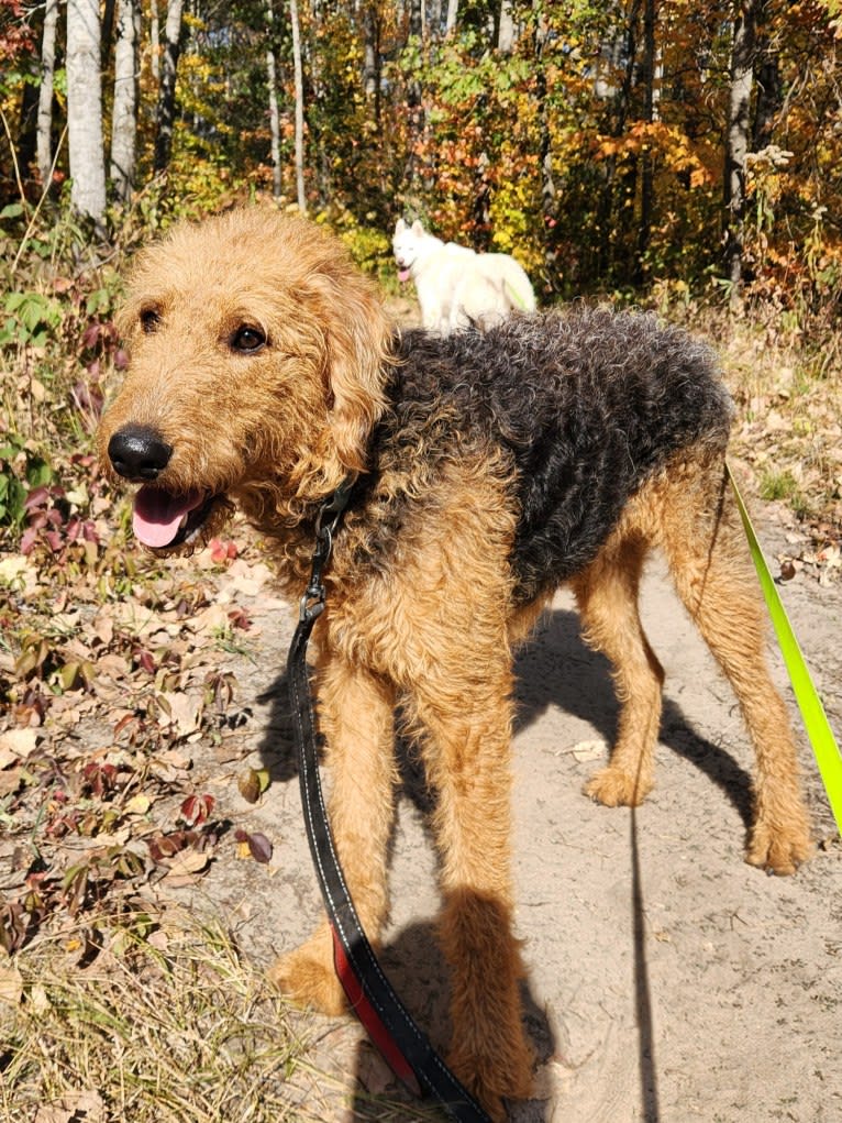 Louie, an Airedale Terrier tested with EmbarkVet.com