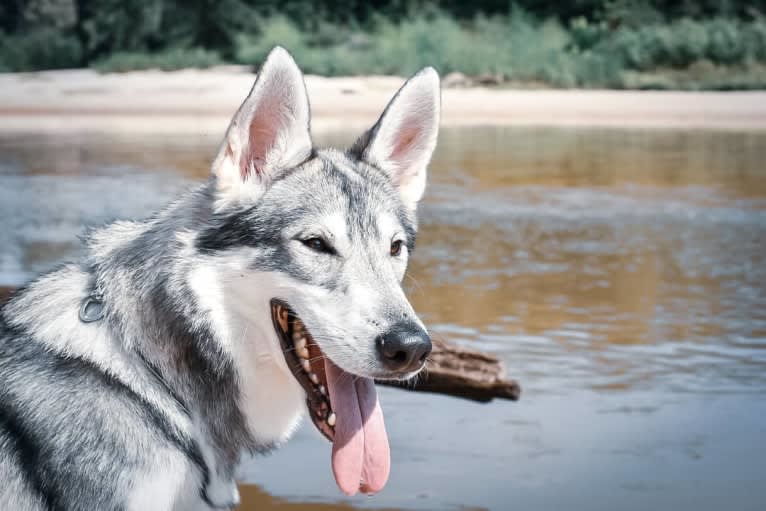 Adonis, a German Shepherd Dog and Siberian Husky mix tested with EmbarkVet.com