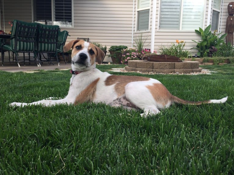 Canna, an American Pit Bull Terrier and Australian Cattle Dog mix tested with EmbarkVet.com