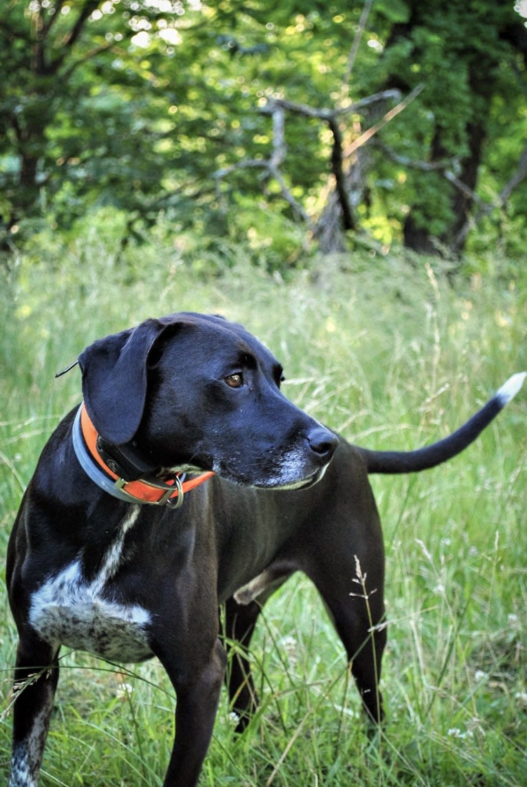 Rebel, a Beagle and American Pit Bull Terrier mix tested with EmbarkVet.com