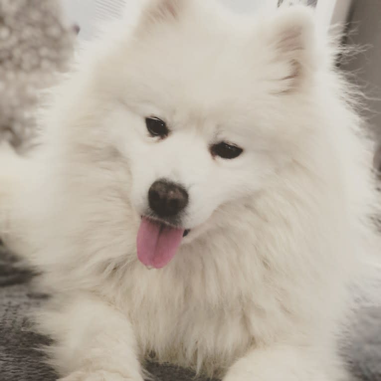 Mikasa, a Samoyed tested with EmbarkVet.com