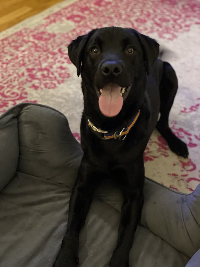 Lancelot, a Labrador Retriever and Chow Chow mix tested with EmbarkVet.com