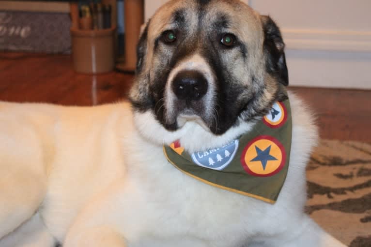 Roscoe, a Great Pyrenees and Anatolian Shepherd Dog mix tested with EmbarkVet.com