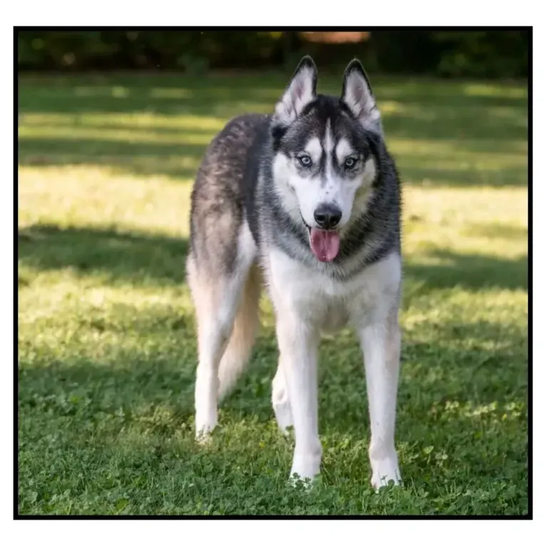 Teko, a Siberian Husky tested with EmbarkVet.com