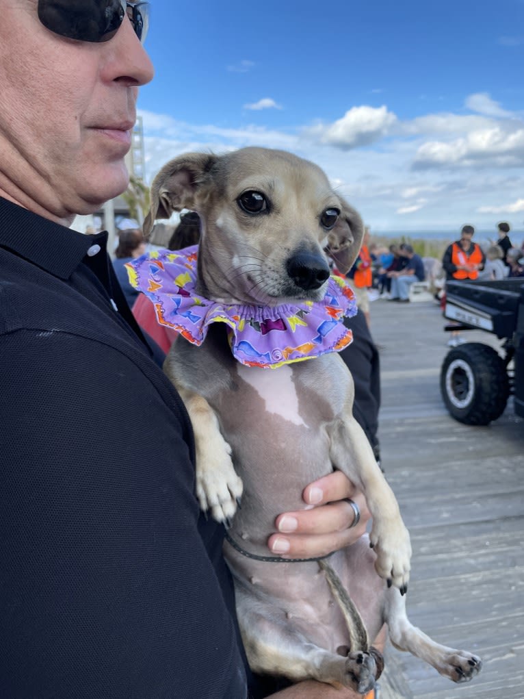 Harley, a Chihuahua and Dachshund mix tested with EmbarkVet.com