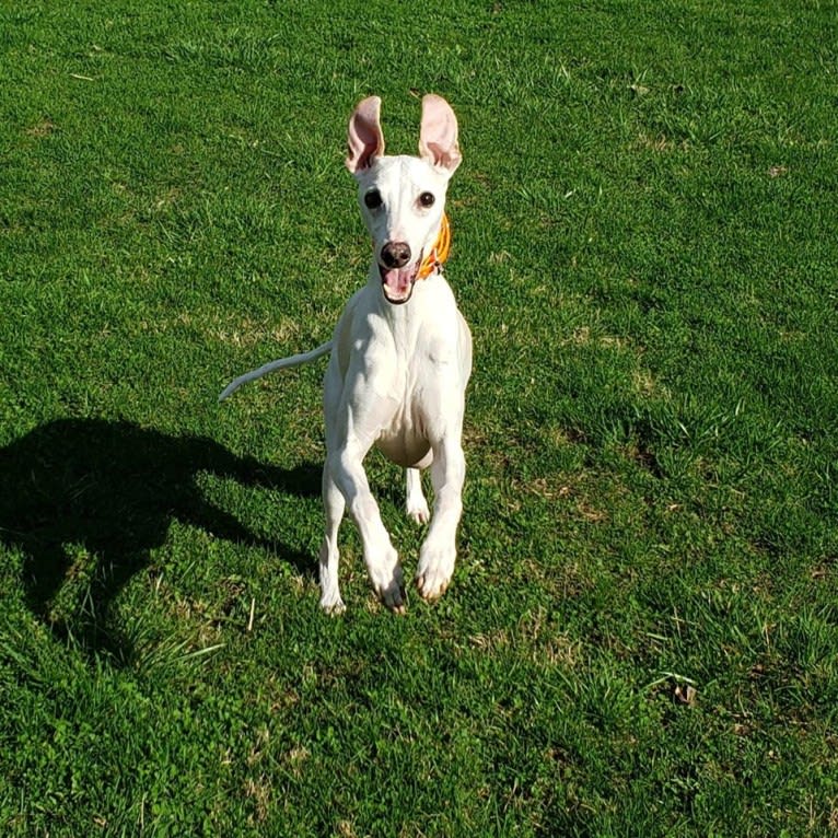 Zoom, a Whippet tested with EmbarkVet.com