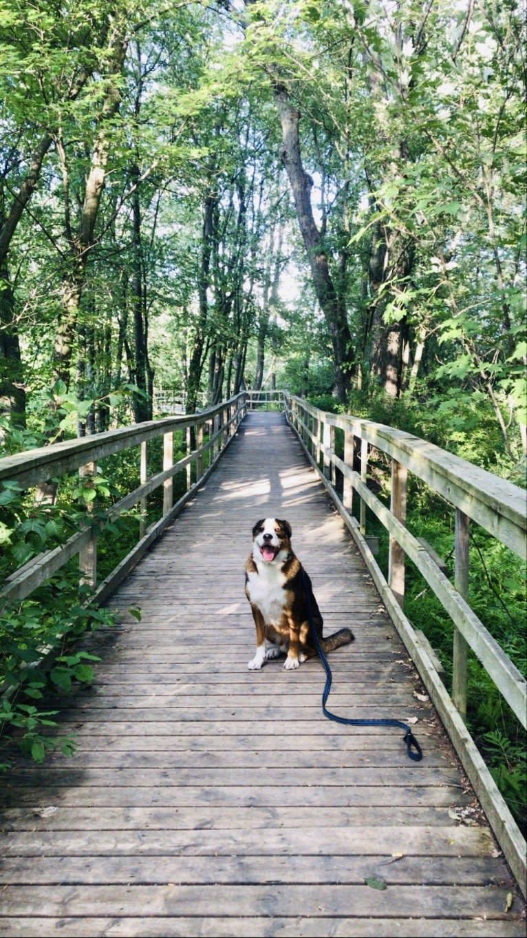 Dexter, a Bernese Mountain Dog and German Shepherd Dog mix tested with EmbarkVet.com