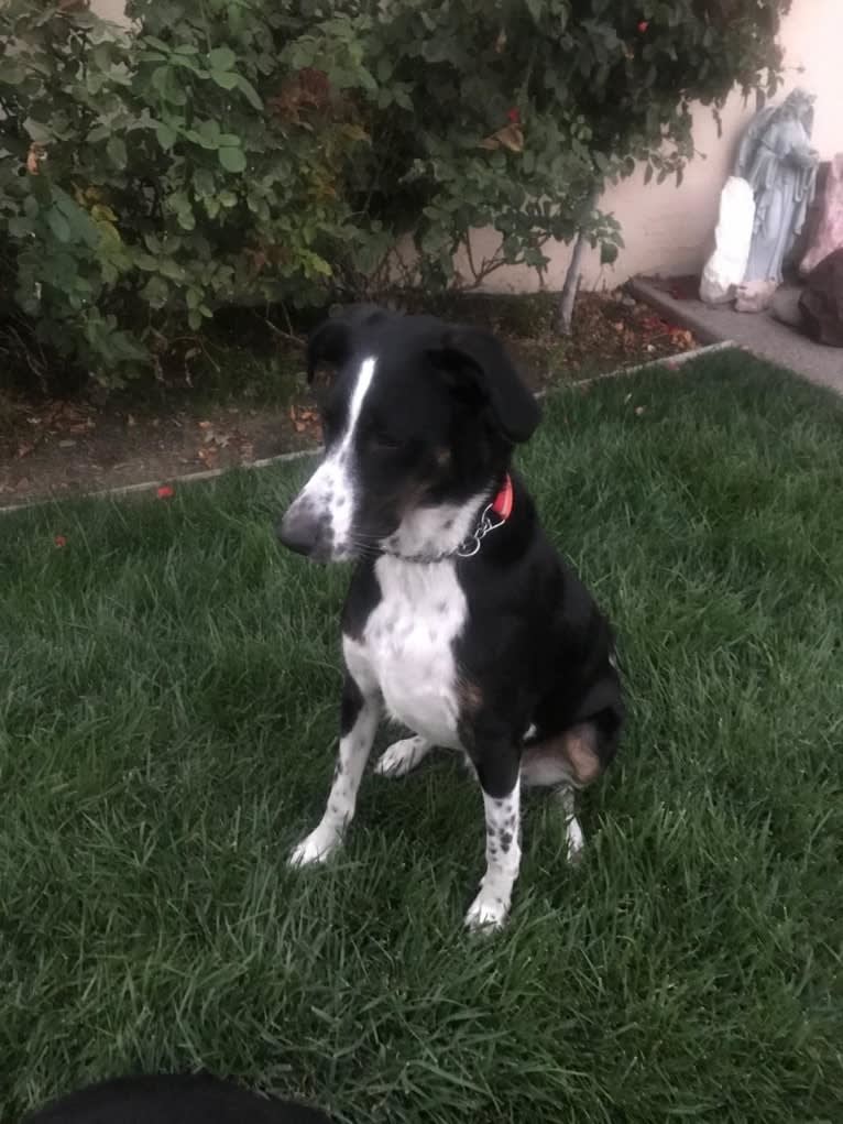 Boomer, an Australian Cattle Dog and Poodle (Standard) mix tested with EmbarkVet.com