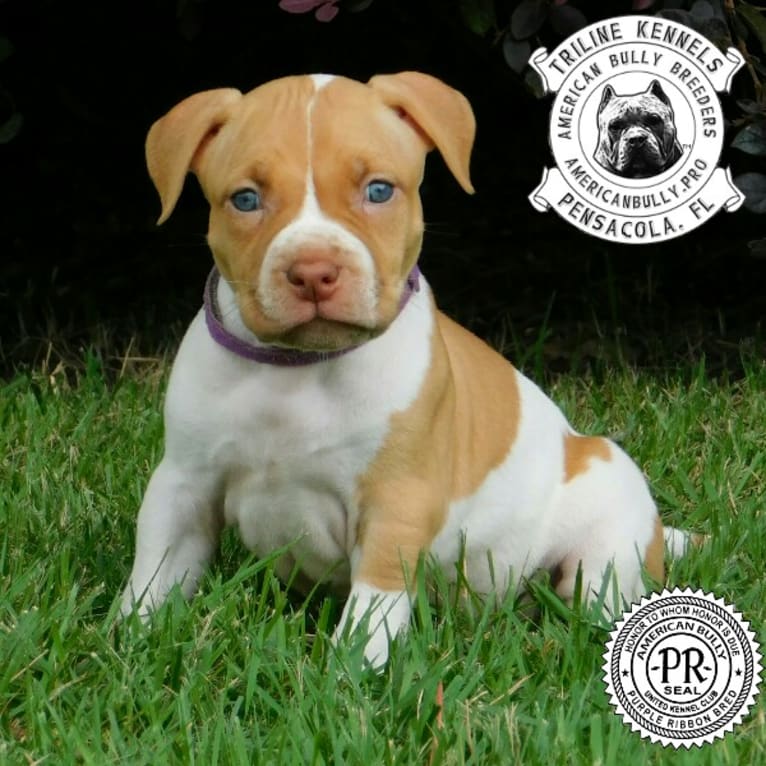 Purple, an American Bully tested with EmbarkVet.com