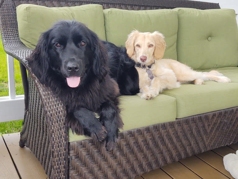 Molly, a Newfoundland tested with EmbarkVet.com