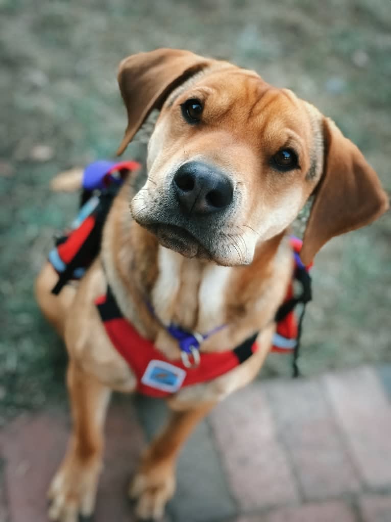 Rylee, an American Foxhound and Chinese Shar-Pei mix tested with EmbarkVet.com