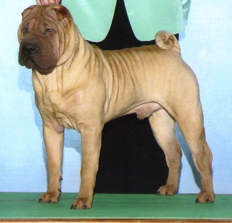 IDOL, a Chinese Shar-Pei tested with EmbarkVet.com