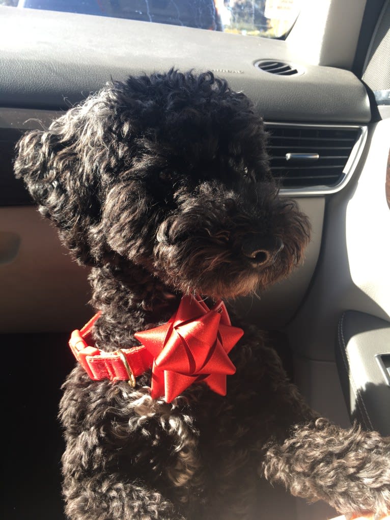 Noah Marcel, a Poodle (Small) and Bichon Frise mix tested with EmbarkVet.com