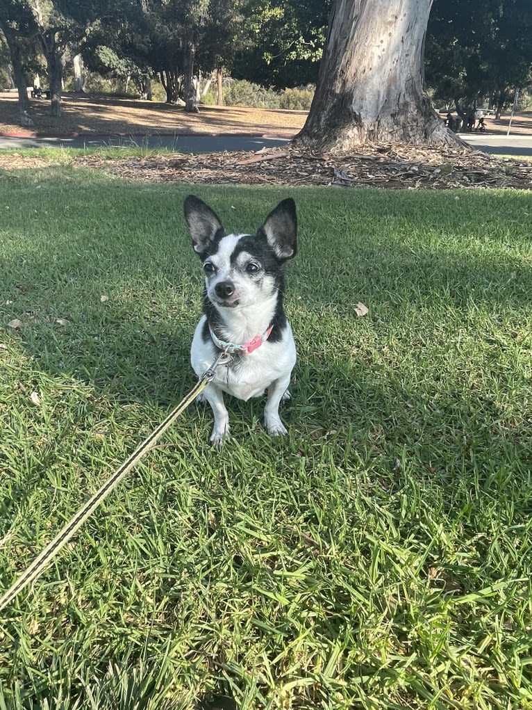 Romi, a Chihuahua and Miniature Pinscher mix tested with EmbarkVet.com