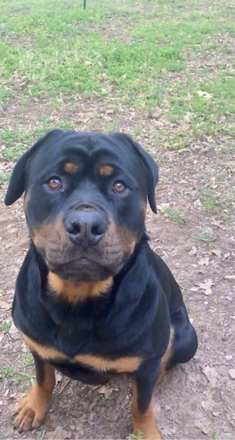 Lex, a Rottweiler (3.3% unresolved) tested with EmbarkVet.com