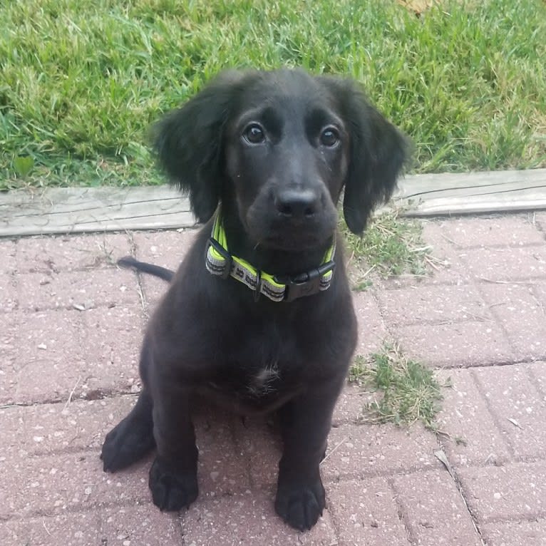 O'Reilly, an Irish Setter and German Shepherd Dog mix tested with EmbarkVet.com