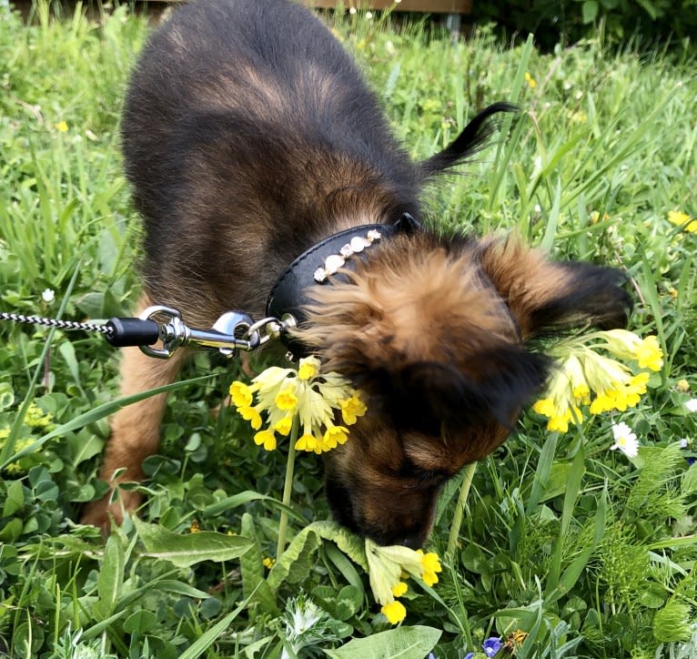 Dimitra, a Russian Toy tested with EmbarkVet.com