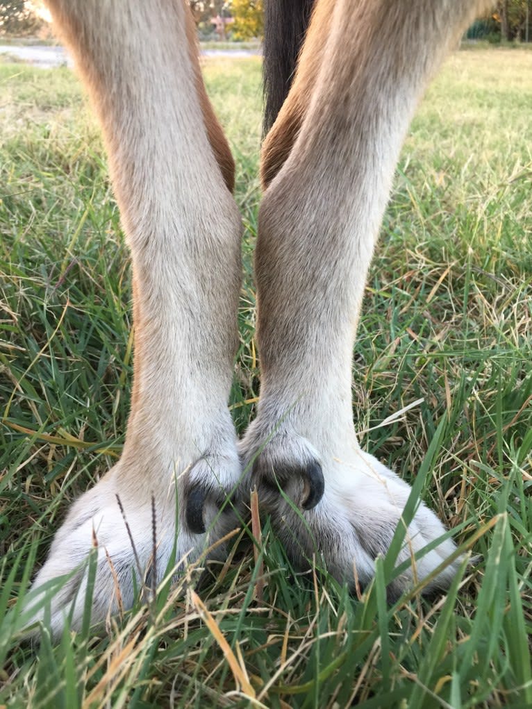 Duke, a German Shepherd Dog and Spanish Galgo mix tested with EmbarkVet.com