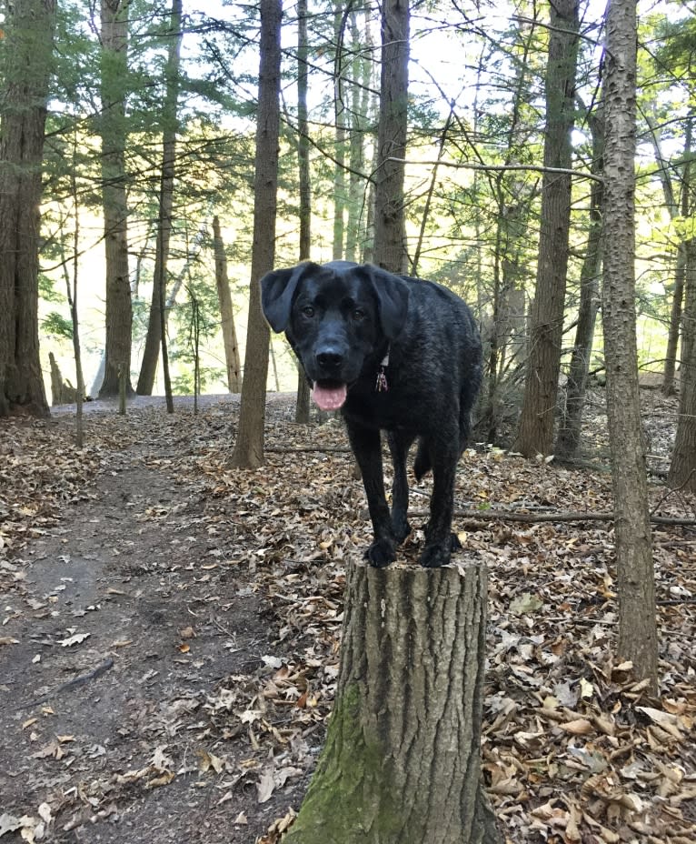 Ula, a Labrador Retriever and Saint Bernard mix tested with EmbarkVet.com