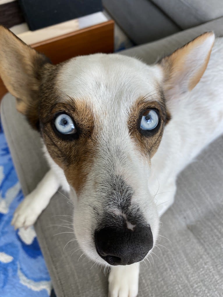 Marco, a Chihuahua and Siberian Husky mix tested with EmbarkVet.com