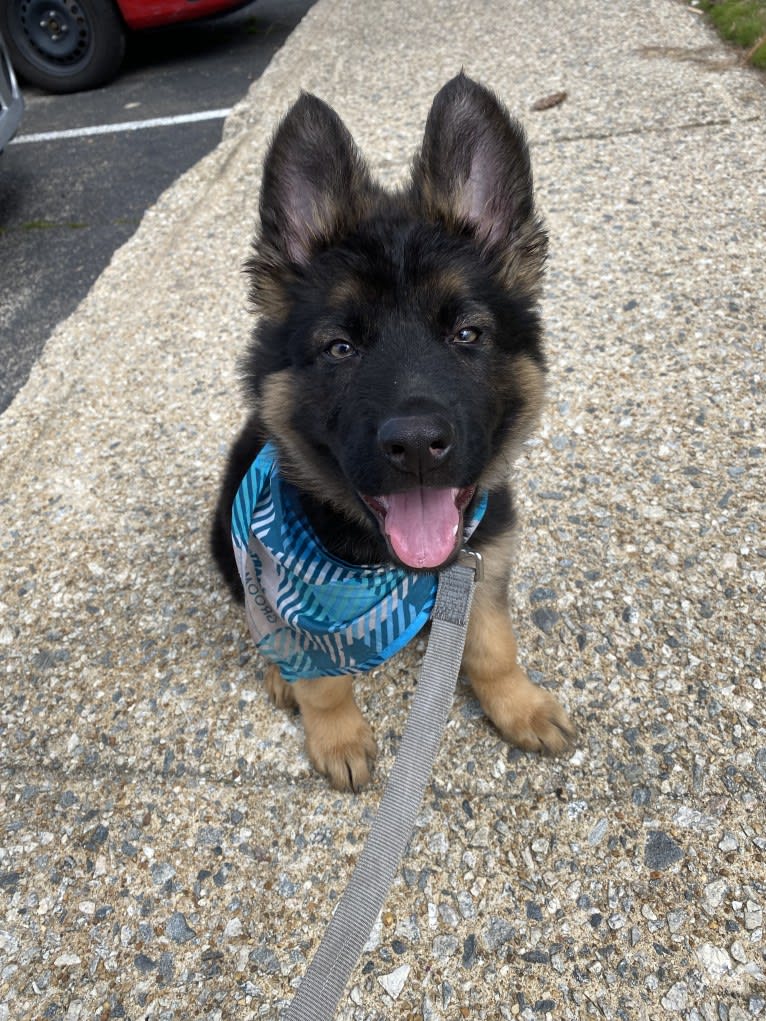 Onyx, a German Shepherd Dog tested with EmbarkVet.com