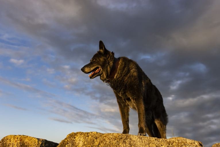 Tanis, an European Village Dog tested with EmbarkVet.com