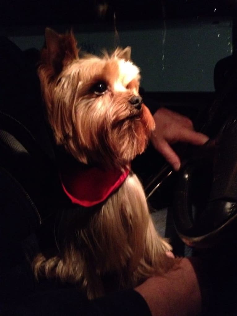 Dealer, a Yorkshire Terrier tested with EmbarkVet.com