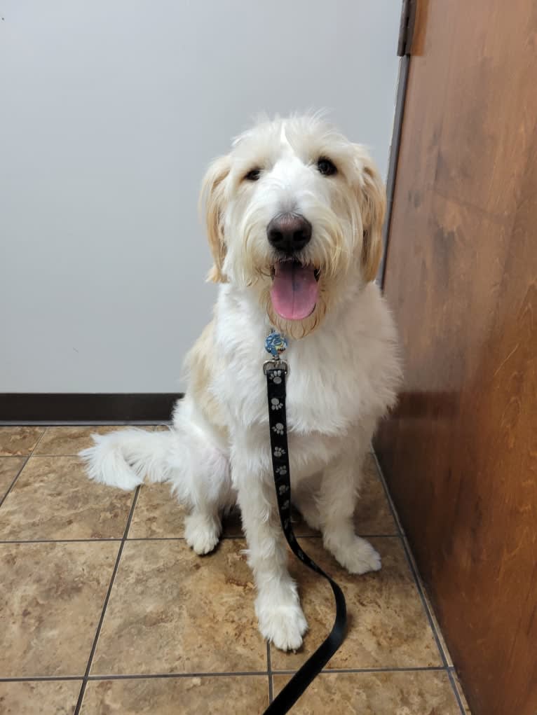 Amaretto, a Great Pyrenees and Poodle (Standard) mix tested with EmbarkVet.com