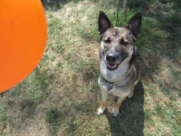 Halo, a Belgian Malinois and Siberian Husky mix tested with EmbarkVet.com