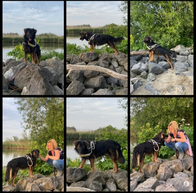 Coco, an Eastern European Village Dog tested with EmbarkVet.com