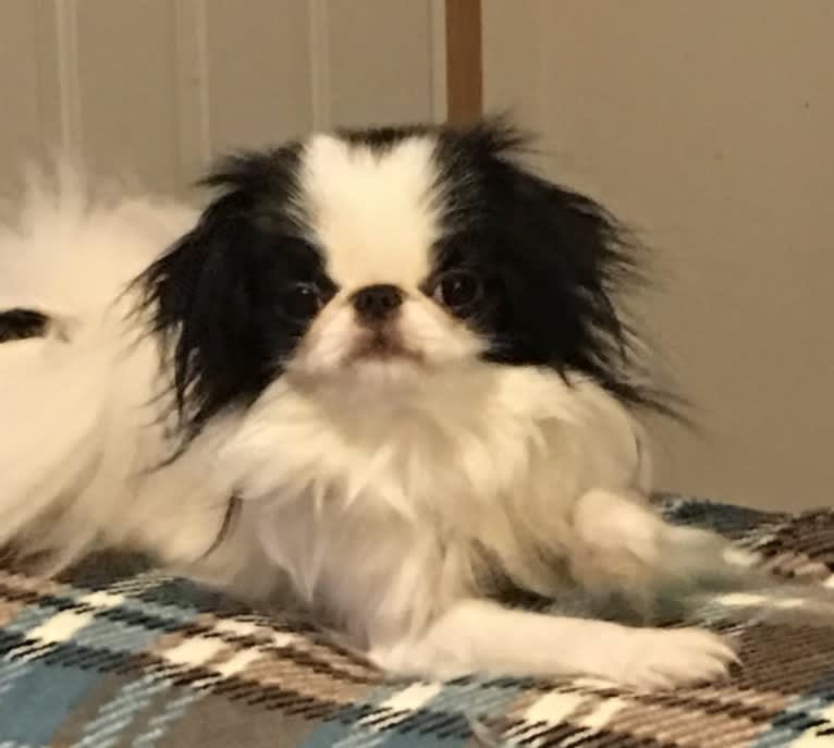 Lucy, a Japanese Chin tested with EmbarkVet.com