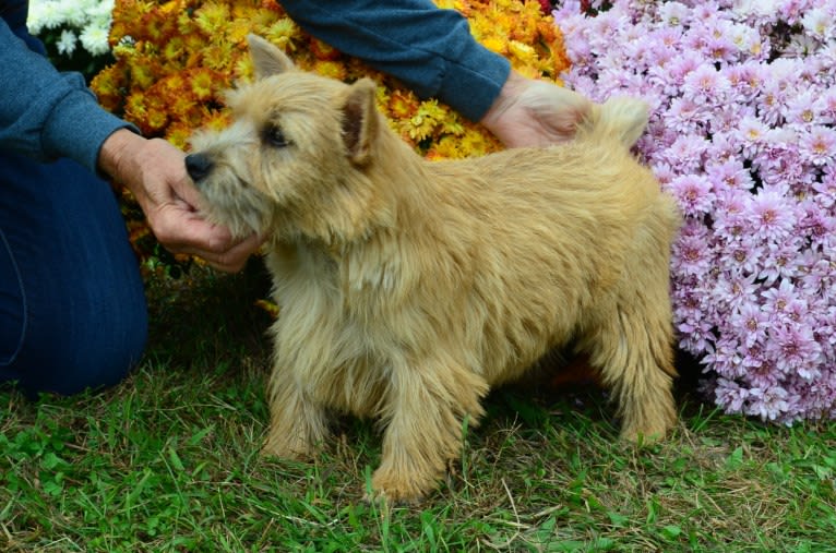 Lucy, a Norwich Terrier tested with EmbarkVet.com
