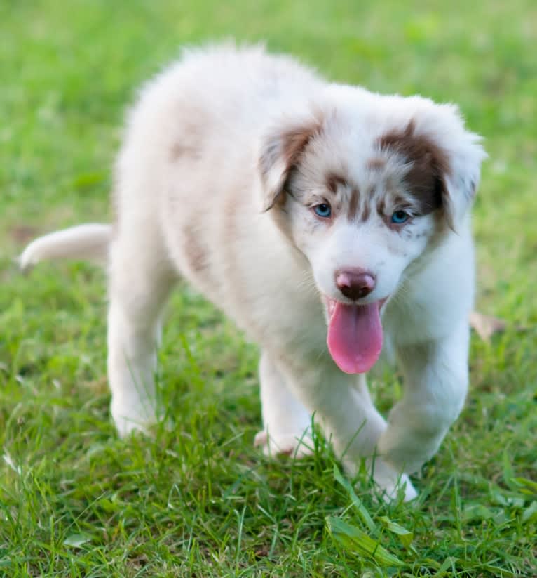 Spurs N Ashes, a Border Collie tested with EmbarkVet.com