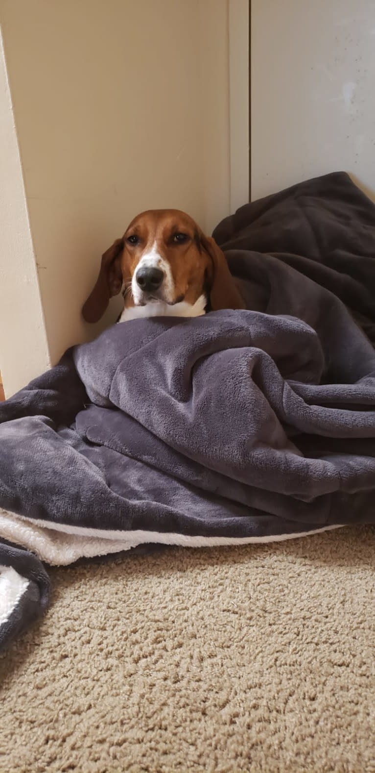 Roxy, a Treeing Walker Coonhound tested with EmbarkVet.com