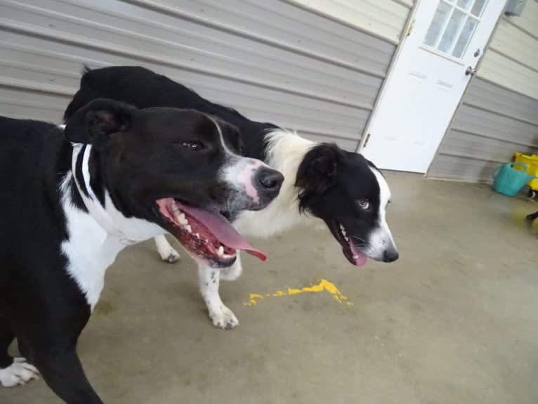 Roger, an American Bully and Rat Terrier mix tested with EmbarkVet.com