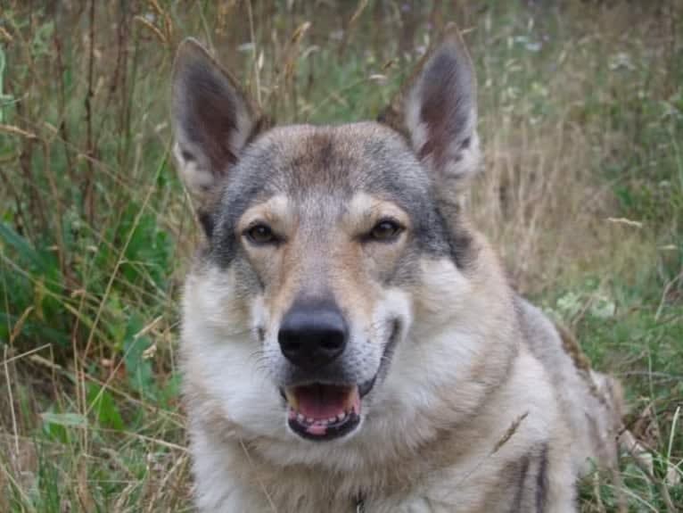 Warrow, a Czechoslovakian Vlcak tested with EmbarkVet.com