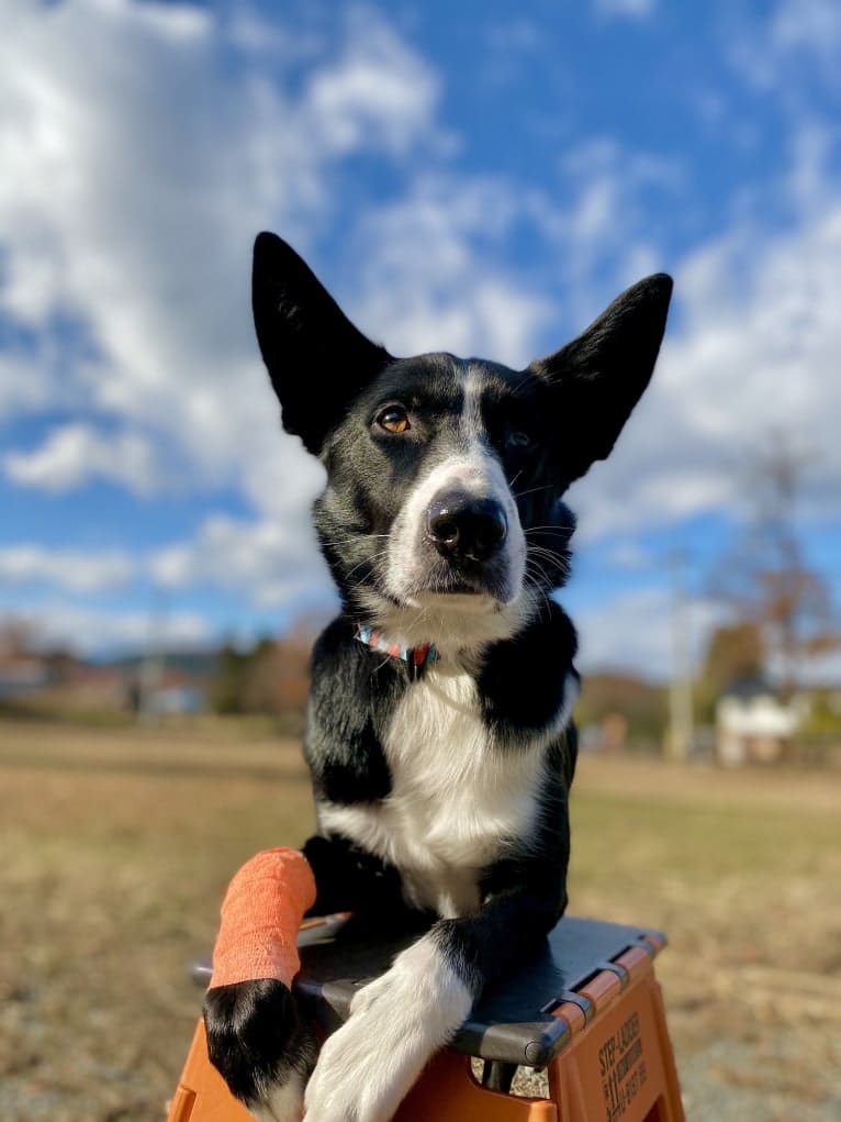 embark