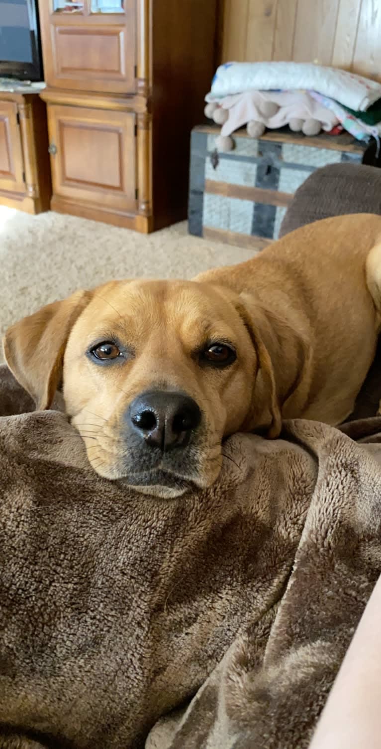 Winnie, a Chinese Shar-Pei and Cocker Spaniel mix tested with EmbarkVet.com