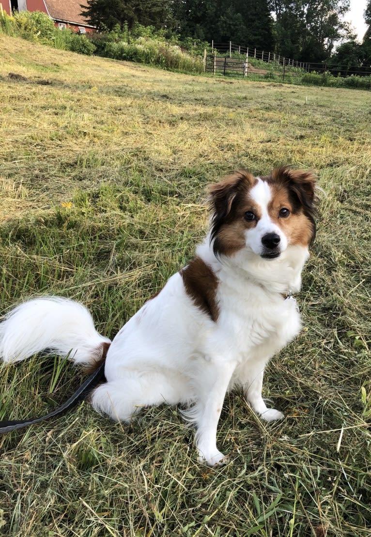 Cooper, an Australian Cattle Dog and Shih Tzu mix tested with EmbarkVet.com