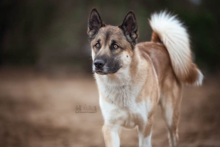 Anouk, a Yakutian Laika and Akita Inu mix tested with EmbarkVet.com