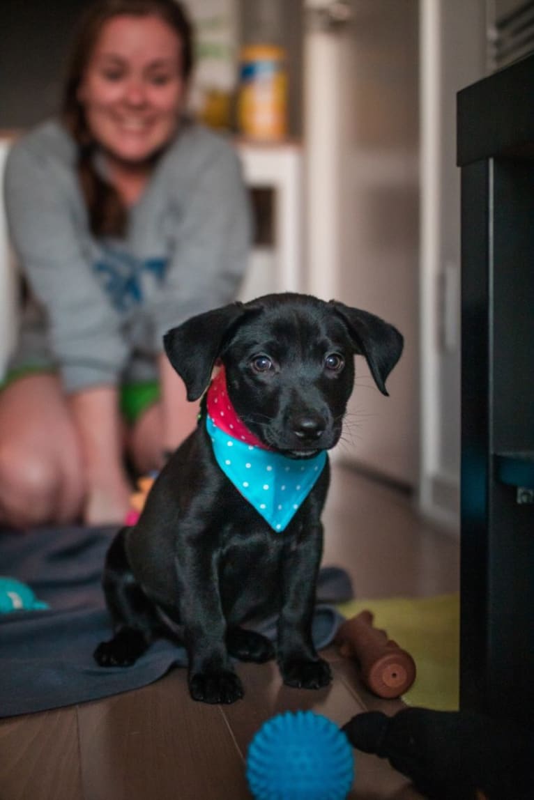 Marvin, an American Pit Bull Terrier and Siberian Husky mix tested with EmbarkVet.com