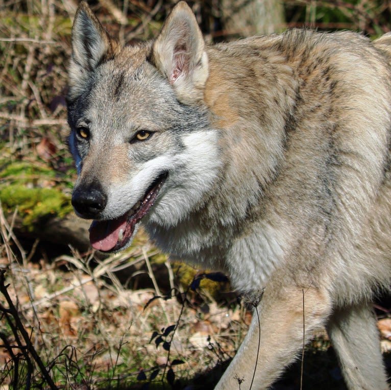 Yuriko, a Czechoslovakian Vlcak tested with EmbarkVet.com