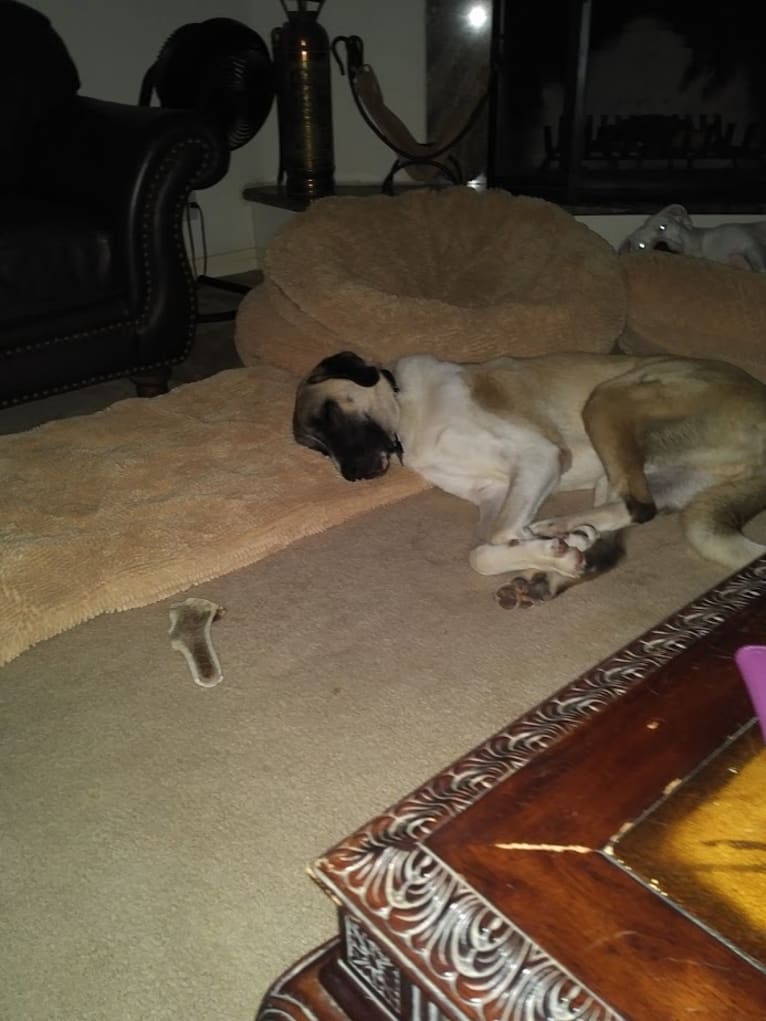 Barrett, an Anatolian Shepherd Dog tested with EmbarkVet.com