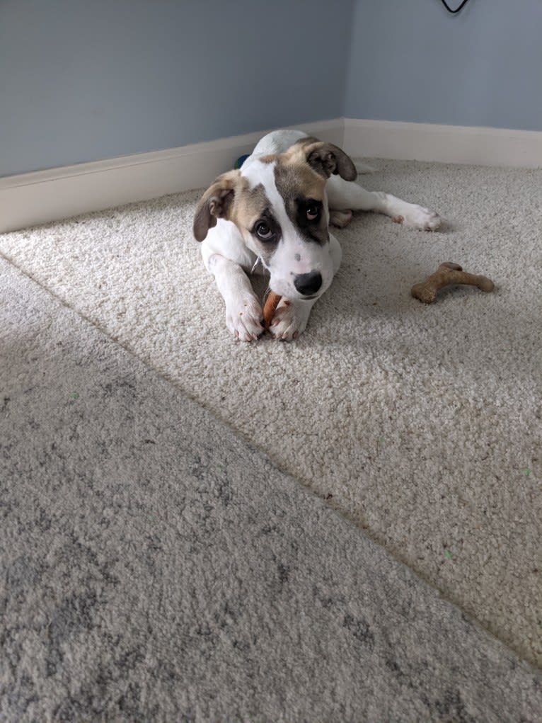 Marshall, a Great Pyrenees and American Pit Bull Terrier mix tested with EmbarkVet.com