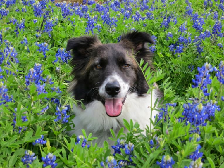 Outback, a Border Collie and Great Pyrenees mix tested with EmbarkVet.com