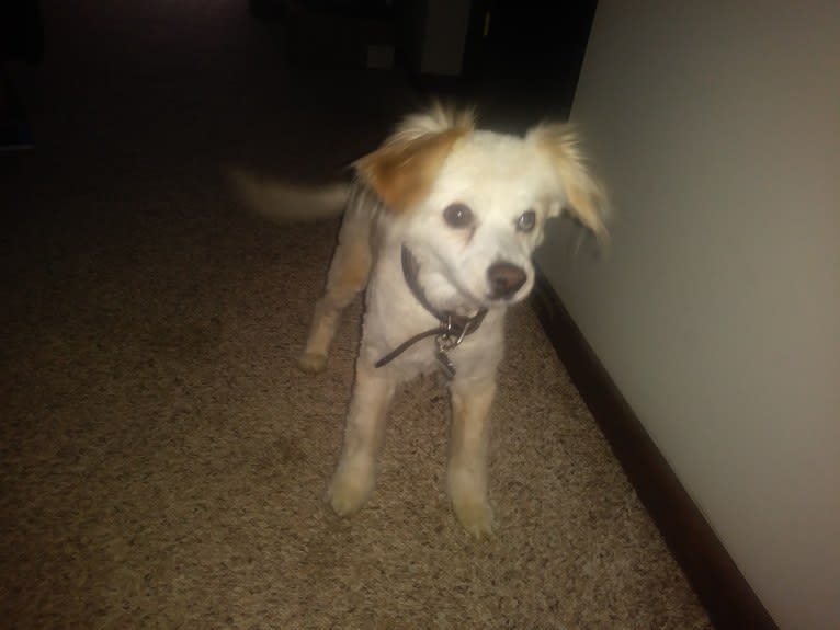 Missy, a Cocker Spaniel and Pomeranian mix tested with EmbarkVet.com