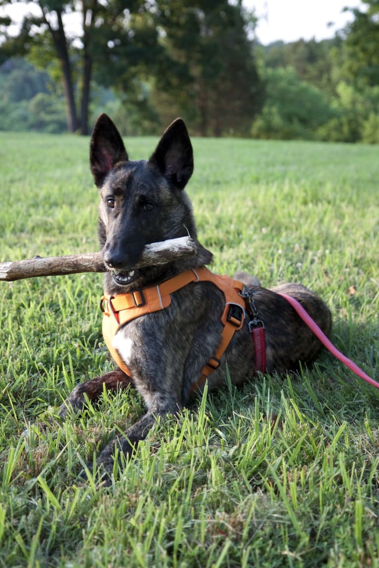 Wa-Yah!, a Dutch Shepherd tested with EmbarkVet.com