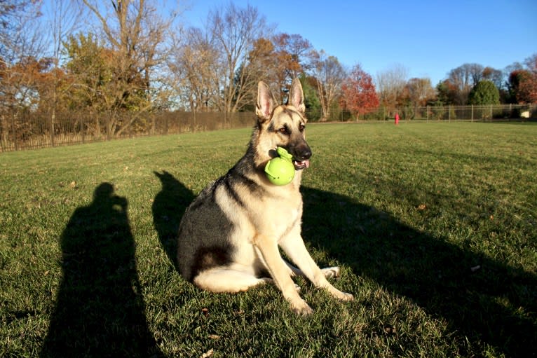 Blitz, a German Shepherd Dog tested with EmbarkVet.com